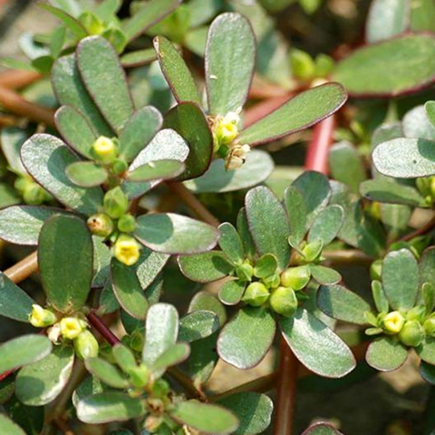 Luu y 6 loai rau ma me bau nen han che an khi mang thai