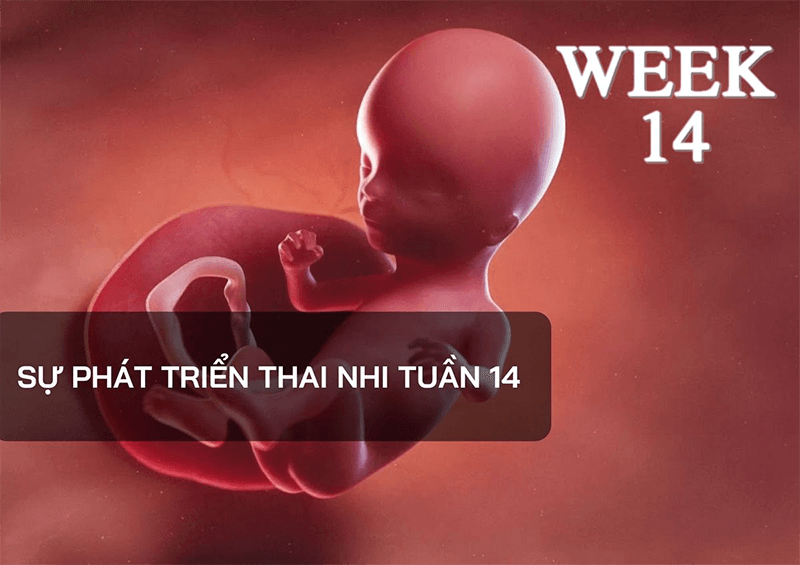 thai-nhi-trong-bung-me-se-phat-trien-nhu-the-nao-khi-duoc-14-tuan-tuoi-2