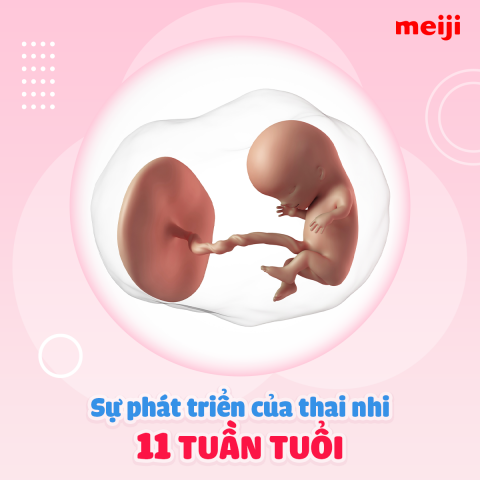 thai-11-tuan-tuoi