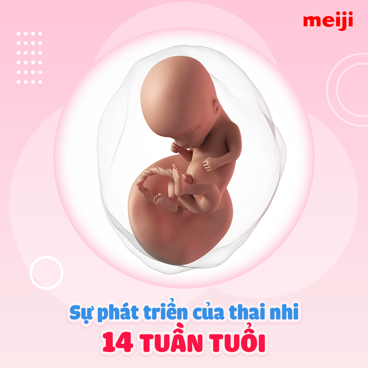 SỰ PHÁT TRIỂN THAI NHI 14 TUẦN THỂ HIỆN RÕ CỔ VÀ ĐẦU THẲNG