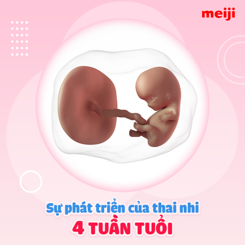 thai-4-tuan-tuoi