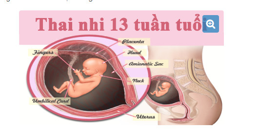 thai nhi 13 tuần tuổi