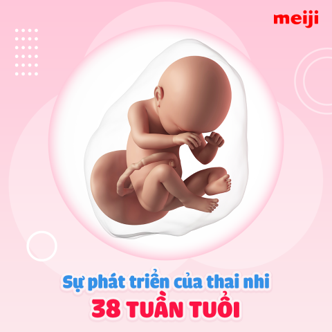 tui org38g